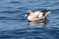 Northern Fulmar